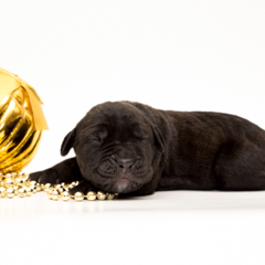 Фотосессия домашних животных г.Бишкек. Очень маленький щенок кони корсо