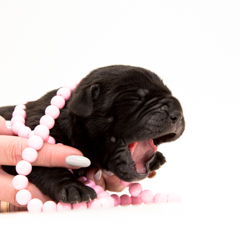 Фотосессия домашних животных г.Бишкек. Маленький зевающий щенок кони корсо