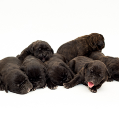 Фотосессия домашних животных г.Бишкек. Маленькие щенки кони корсо