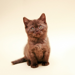 Фотосессия домашних животных г.Бишкек. 