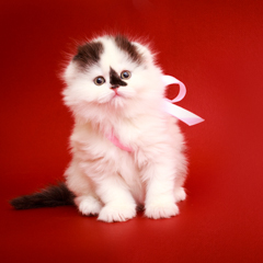 Фотосессия домашних животных г.Бишкек. Белый пушистый котенок скотиш фолда