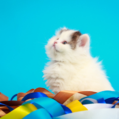 Фотосессия домашних животных г.Бишкек. Белый пушистый котенок скотиш фолда