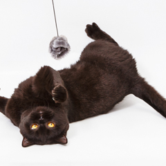 Фотосессия домашних животных г.Бишкек. Черный игривый кот