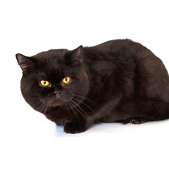 Фотосессия домашних животных г.Бишкек. 