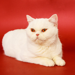 Фотосессия домашних животных г.Бишкек. 