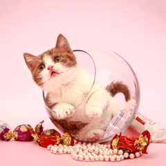 Фотосессия домашних животных г.Бишкек. Шкодный романтичный котенок