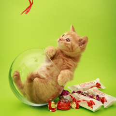 Фотосессия домашних животных г.Бишкек. За секунду до падения