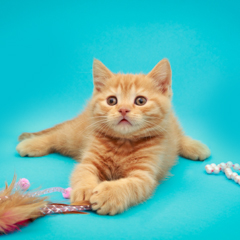 Фотосессия домашних животных г.Бишкек. Рыжий британский котенок