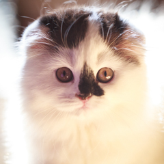 Фотосессия домашних животных г.Бишкек. Домашний котенок