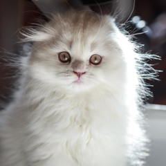 Фотосессия домашних животных г.Бишкек.