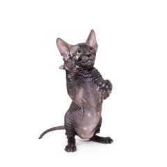 Фотосессия домашних животных г.Бишкек.