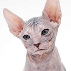 Фотосессия домашних животных г.Бишкек. Портрет кошки