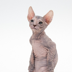 Фотосессия домашних животных г.Бишкек. Прикольный сфинкс