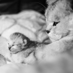 Фотосессия домашних животных г.Бишкек. Кошачье материнство