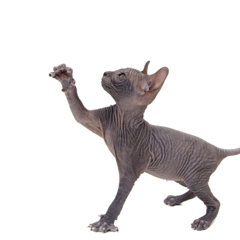 Фотосессия домашних животных г.Бишкек. Дай пять!