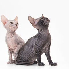 Фотосессия домашних животных г.Бишкек. Парочка лысиков