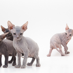 Фотосессия домашних животных г.Бишкек. Серьезная кошачья компания