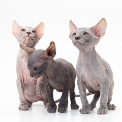 Фотосессия домашних животных г.Бишкек.