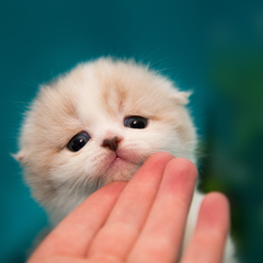 Фотосессия домашних животных г.Бишкек.