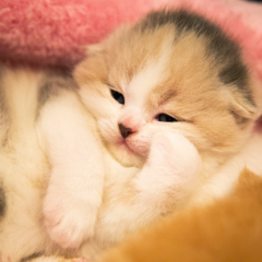 Фотосессия домашних животных г.Бишкек. Сонное царство