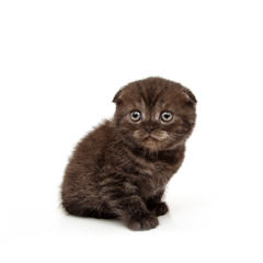 Фотосессия домашних животных г.Бишкек.