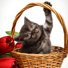 Фотосессия домашних животных г.Бишкек. Маленький дьяволенок