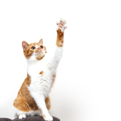 Фотосессия домашних животных г.Бишкек.