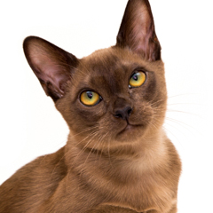 Фотосессия домашних животных г.Бишкек. Портрет шоколадной бурмы