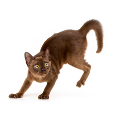 Фотосессия домашних животных г.Бишкек. Момент игры