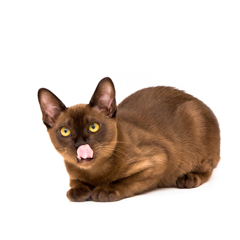 Фотосессия домашних животных г.Бишкек. Облизульки