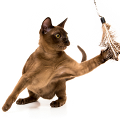 Фотосессия домашних животных г.Бишкек. Кошка бурма за игрой