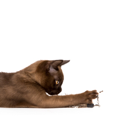 Фотосессия домашних животных г.Бишкек. Котенок породы бурма