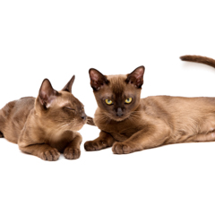 Фотосессия домашних животных г.Бишкек.