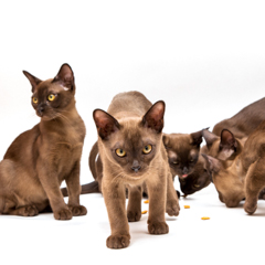 Фотосессия домашних животных г.Бишкек. Маленький серьезный охотник