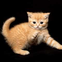 Фотосессия домашних животных г.Бишкек. Рыжее счастье