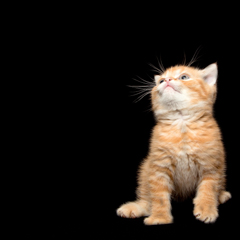 Фотосессия домашних животных г.Бишкек.