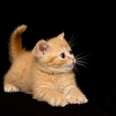 Фотосессия домашних животных г.Бишкек.