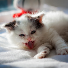 Фотосессия домашних животных г.Бишкек.