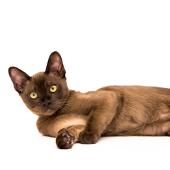 Фотосессия домашних животных г.Бишкек. Прекрасное существо