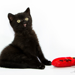 Котенок Скоттиш-страйт. Фотограф Вихарева Алена