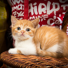 Котенок Скоттиш-страйт. Фотограф Вихарева Алена