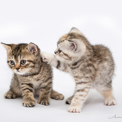 Котята британской породы. Фотограф Вихарева Алена