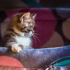 Шотландские котята. Фотограф Вихарева Алена